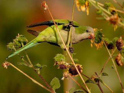 Monk Parakeet