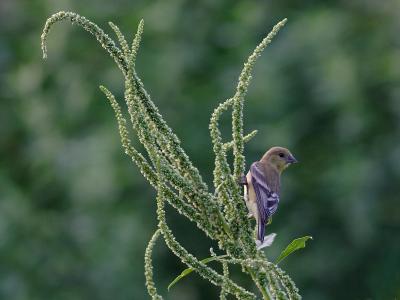 Lesser goldfinch