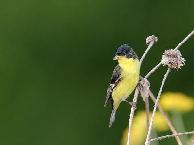 Male Lesser Goldfinch