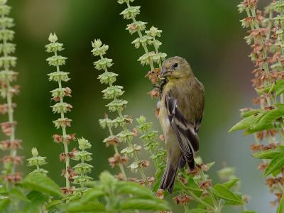 Female Lesser Goldfinch