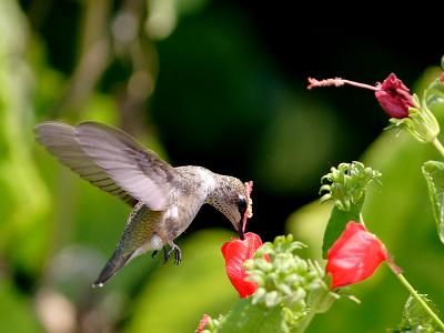 Female Black-chinned Hummingbird