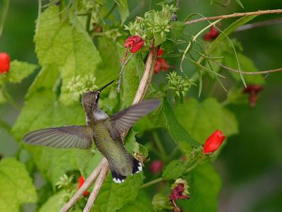 hummingbird 10