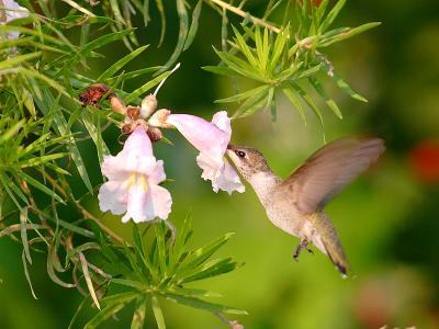 hummingbird 14