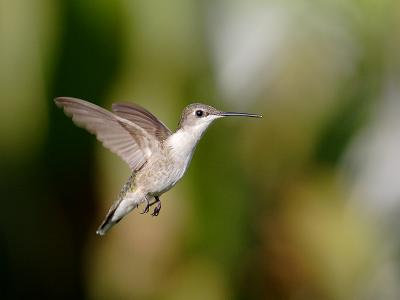 hummingbird 11