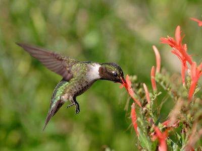 hummingbird 9