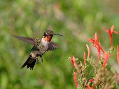 hummingbird 16