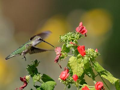 hummingbird 13