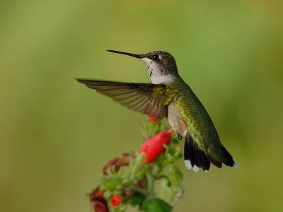 hummingbird 5