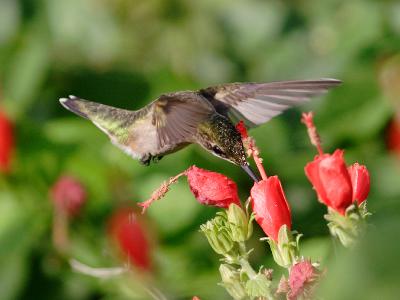 hummingbird 17