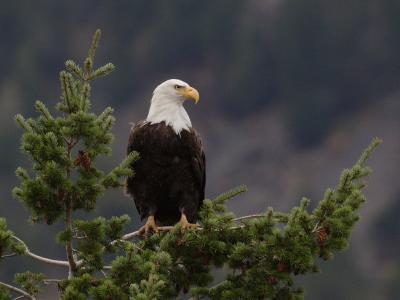 eagle1wa.jpg