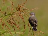 Eastern Kingbird