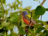 Male Painted Bunting