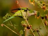 Monk Parakeet