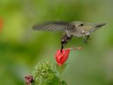 hummingbird 12