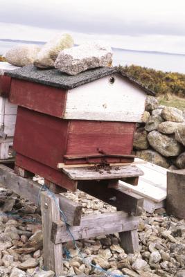 Beehive in N. Ireland