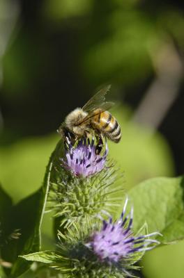 Honey bee on Burdock