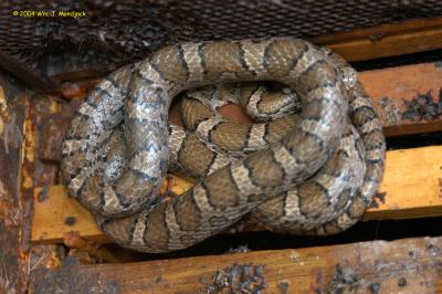 Milk snake found in dead bee hive