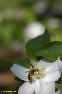 Honey bee on Apple Blossom ,   May '05 Cover of  Bee Culture Magazine