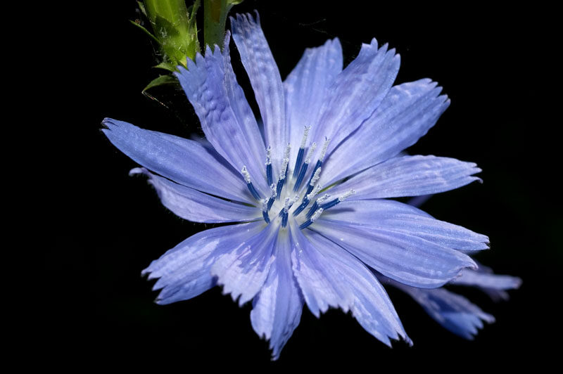 blueflower