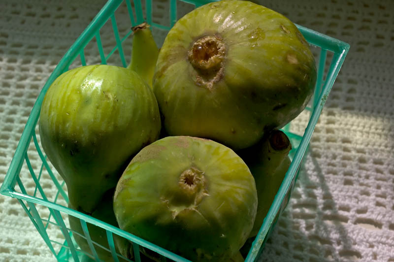 fresh figs