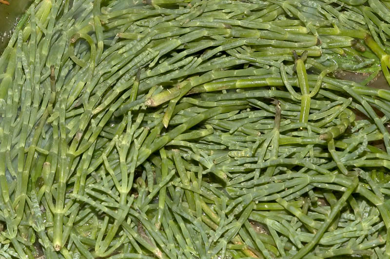florida green sea beans