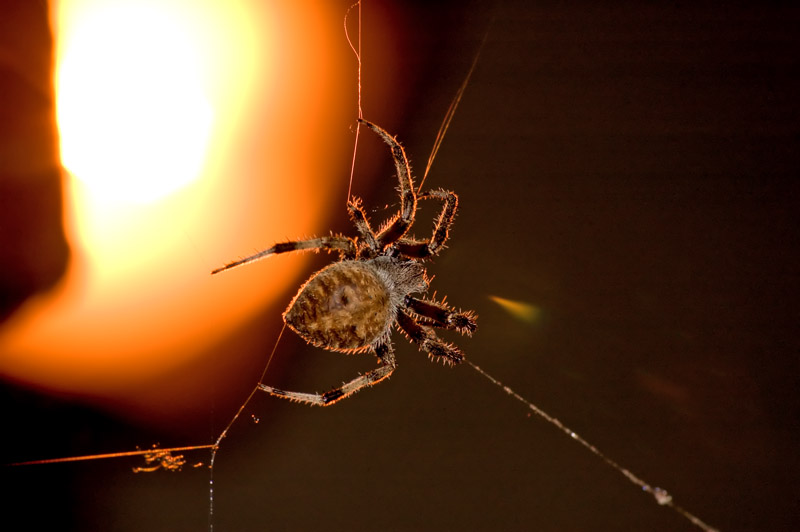 sodium lamp spider