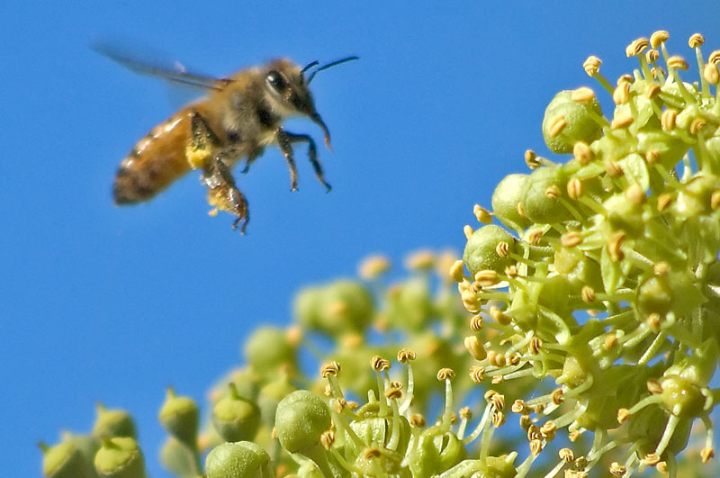 bee g