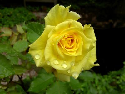 yellow rose 400 (large)