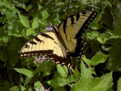 Yellow Swallowtail (large)