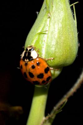 gorged on aphids