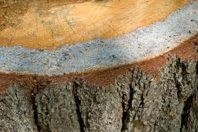 tree stump sapwood