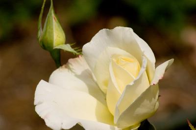 white rose 05
