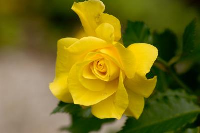 yellow rose 05