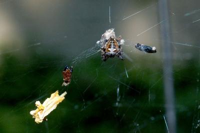 camo spider back