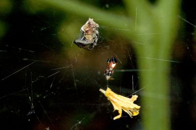 camo spider side