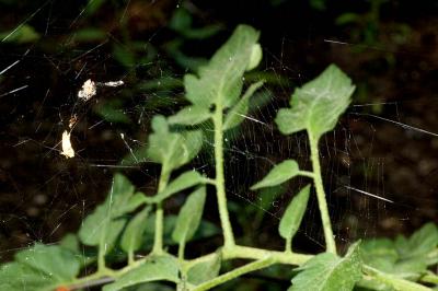 camo spider overview (tomato)