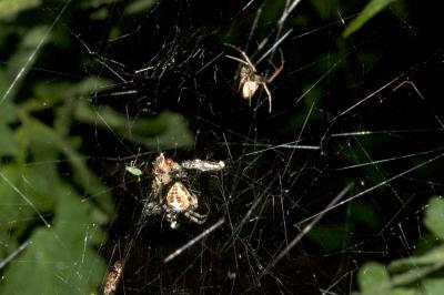 camo spider nuptials?