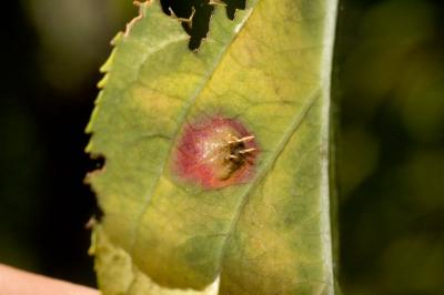 leaf parasite underside