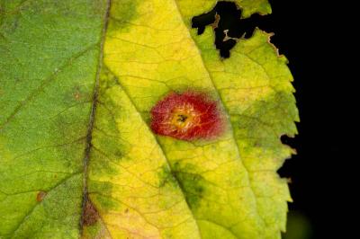 leaf parasite upper