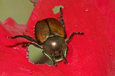 beetle eating rose petal (macro)