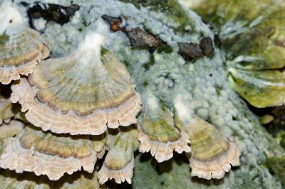 Polypore 2