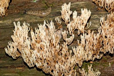 Clavicorona pyxidata (and slug)