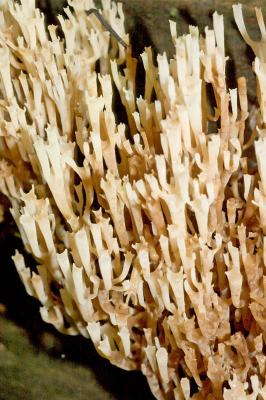 Clavicorona pyxidata