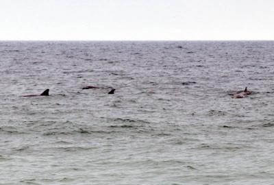 dolphins / porpoises (the mammal) cropped