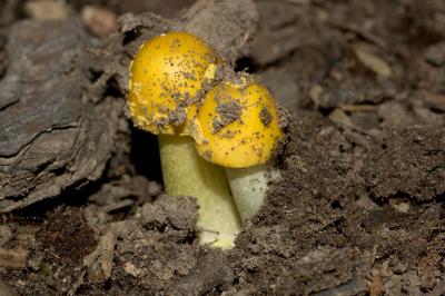 amanita (unknown sp.) 3