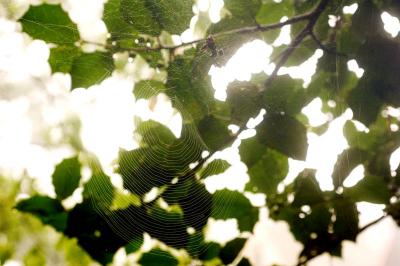 camo spider web