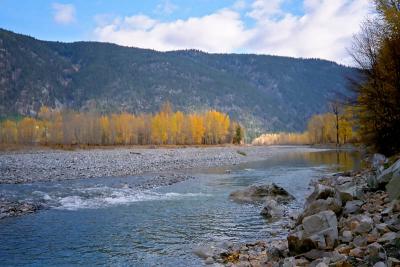river with aspens