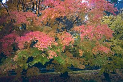 japanese maple 1