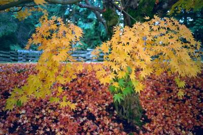 japanese maple 2