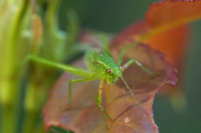 a grasshopper with attitude